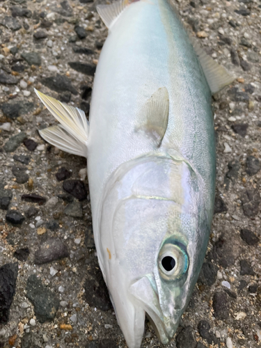 ヤズの釣果