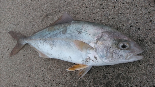 ショゴの釣果