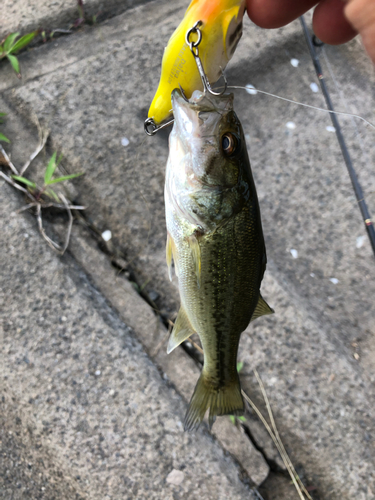 ブラックバスの釣果