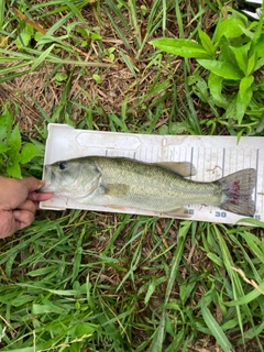 ラージマウスバスの釣果