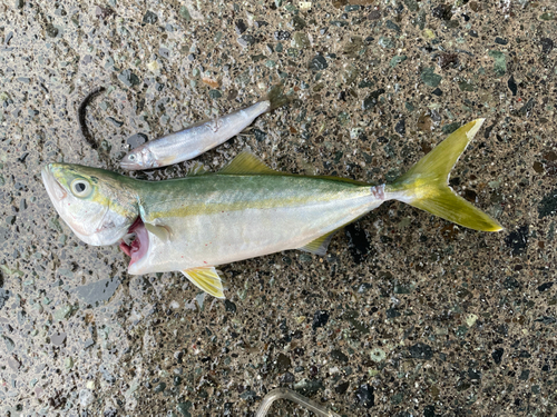 ワカシの釣果