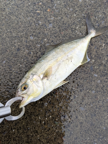 ショゴの釣果