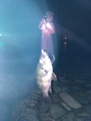 クロメバルの釣果