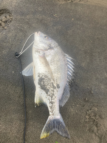 キチヌの釣果