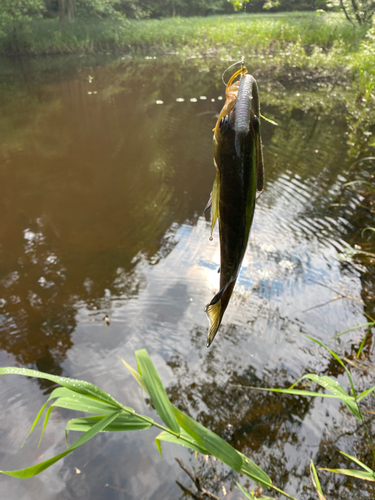 ブルーギルの釣果