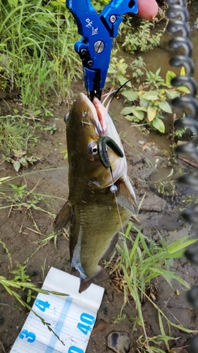 ナマズの釣果