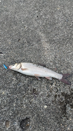 ウグイの釣果