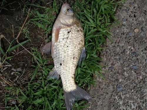 マブナの釣果