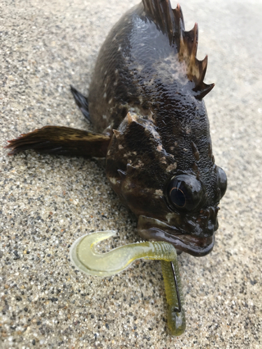 ムラソイの釣果