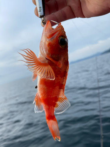 ユメカサゴの釣果