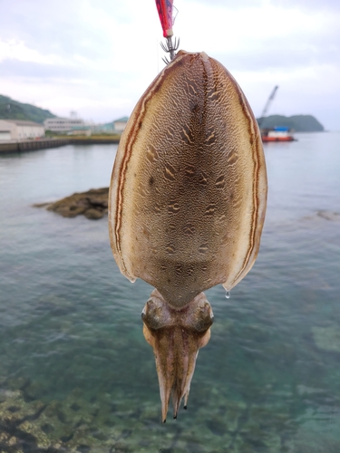 モンゴウイカの釣果