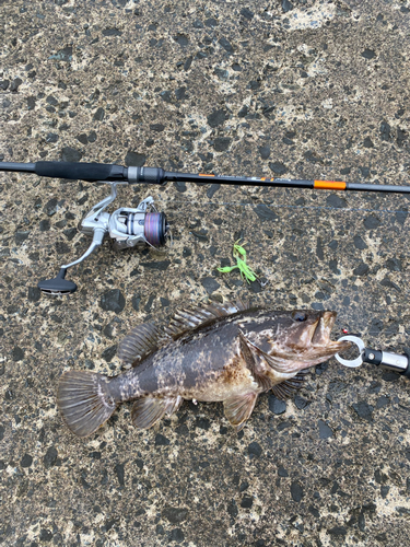 ベッコウゾイの釣果