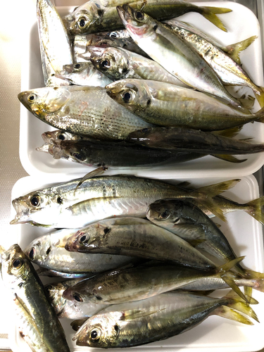 アジの釣果