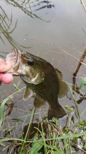 スモールマウスバスの釣果