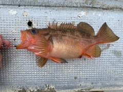 ヤナギノマイの釣果