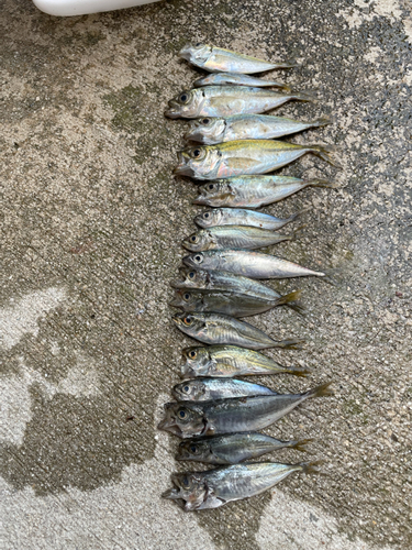 アジの釣果