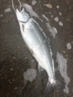 サクラマスの釣果