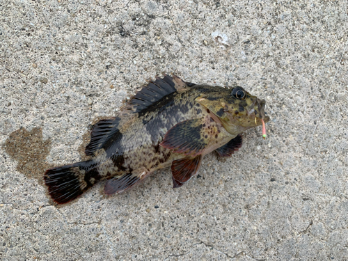 タケノコメバルの釣果