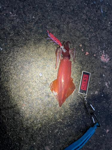 ケンサキイカの釣果