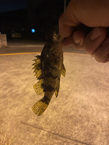 タケノコメバルの釣果