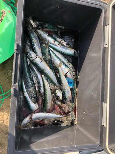 イワシの釣果