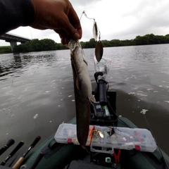 ナマズの釣果