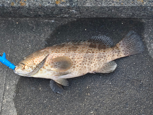 チャイロマルハタの釣果