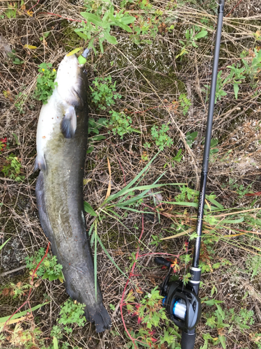 ナマズの釣果