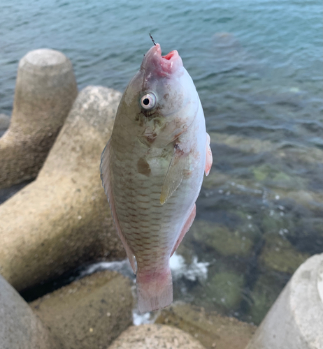 イラブチャーの釣果