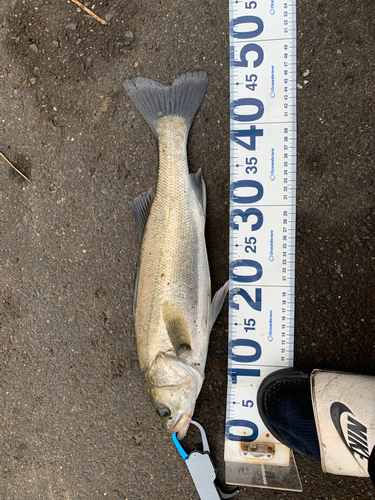 セイゴ（マルスズキ）の釣果