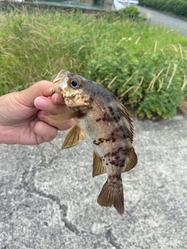 アカメバルの釣果