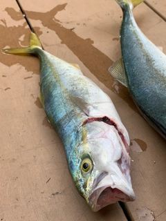 ツバスの釣果