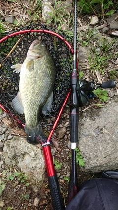 ブラックバスの釣果