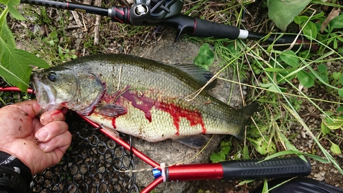 ブラックバスの釣果