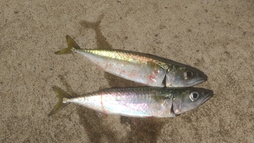 サバの釣果