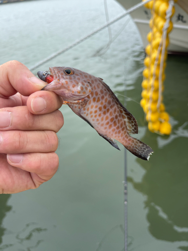 オオモンハタの釣果