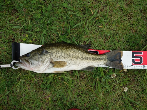 ブラックバスの釣果