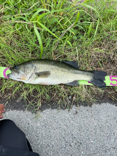 ブラックバスの釣果