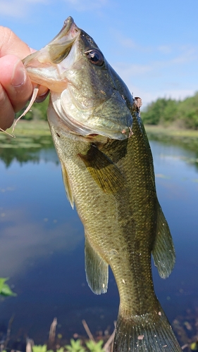 ブラックバスの釣果