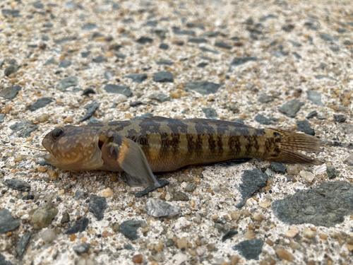 マハゼの釣果