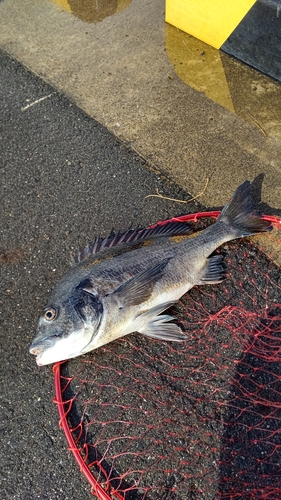 クロダイの釣果