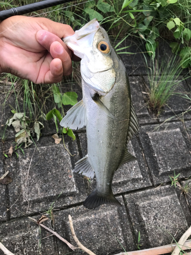 セイゴ（マルスズキ）の釣果