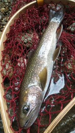 イワナの釣果