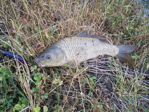 コイの釣果