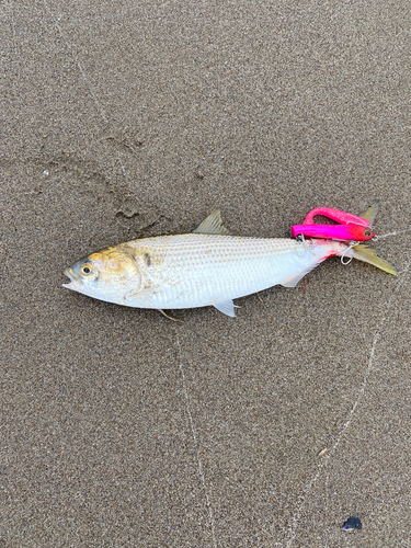 フグの釣果