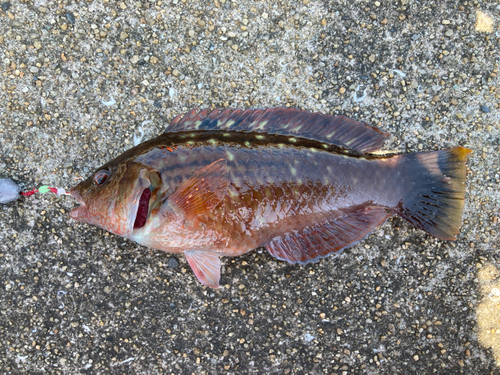 ホシササノハベラの釣果