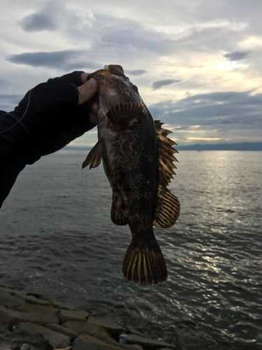 タケノコメバルの釣果