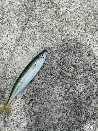 マサバの釣果