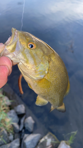 スモールマウスバスの釣果