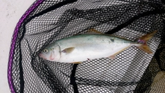 ショゴの釣果